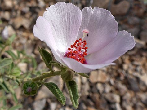 Paleface Rock Hibiscus Hibiscus Denudatus