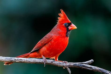 Primer plano de un pájaro cardenal del norte posado en una extremidad