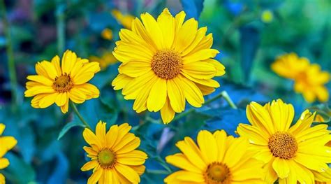 20 Yellow Perennial Flowers With Names And Pictures, 45% OFF