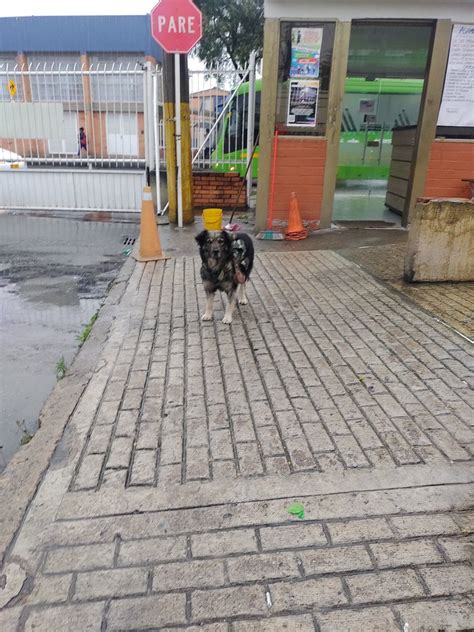 Ivonne on Twitter Este perrito se encuentra en la portería de un