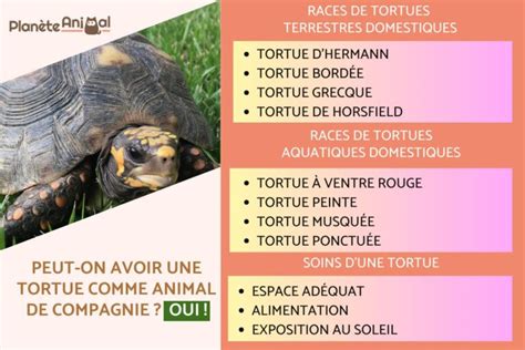 Combien dœufs pond une tortue de mer Révélation sur la Ponte des