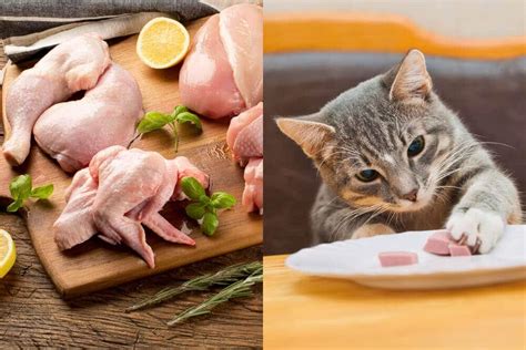 Can Cats Eat Raw Chicken Answered In Detail Happy Cats Life