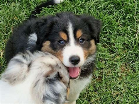 2 chiots Bergers Australiens LOF à vendre Petite Annonce chien