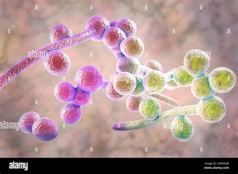 Candida Albicans Yeast And Hyphae Stages Computer Illustration A