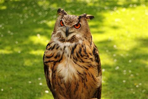 Watchful owl stock image. Image of intelligent, large - 14610515