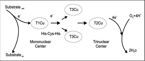 Catalytic Cycle Of Laccase Modified From Baldrian 2006 Download