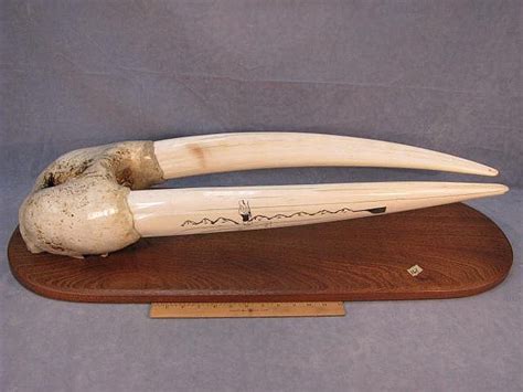 Sold at Auction: Carson Sockpick, Huge Bull walrus head mount, tusks
