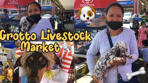 Asong Bibihirang Makita Nasa Grotto Livestock Market Na Youtube