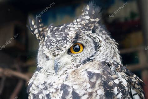 El gran búho de cuernos Bubo virginianus con grandes ojos amarillos