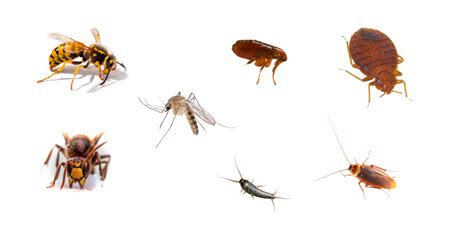 Top Des Insectes Dans La Maison Languedoc Hygi Ne Assist