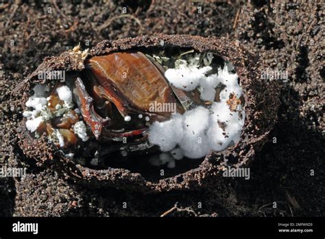 Entomopathogenic Fungi Beauveria Bassiana Outlet Here | www ...