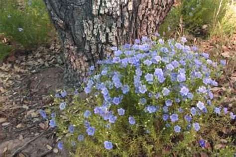 Blue Flax Linum Narbonense