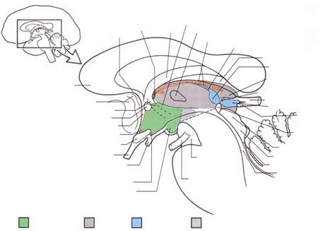 Diagram: Diencephalon Diagram | Quizlet