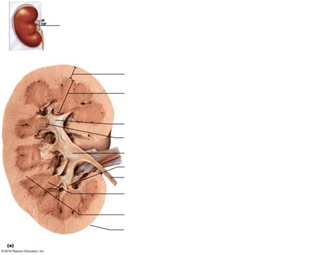 gross internal anatomy of pig kidney Quiz