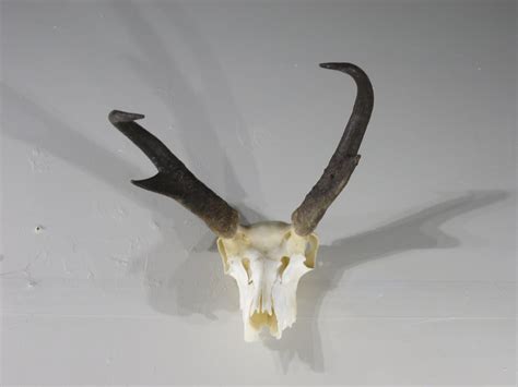 Pronghorn Antelope European Mount Skullhorns A 128e Mounts For Sale