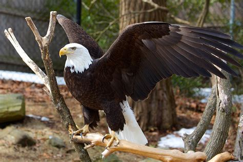 Bald Eagle - Connecticut's Beardsley Zoo
