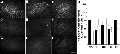 Intracranial Delivery Of Cln2 Reduces Brain Pathology In A Mouse Model