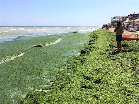 Algele Marine Invazie Masiv Pe Litoral Cum Sunt Adunate De Pe Plaje