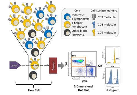 Cell Preparation For Flow Cytometry Creative Biolabs