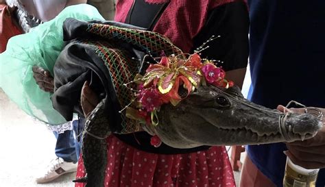 Ritual Kuno Wali Kota Di Meksiko Nikahi Buaya Betina Demi Kemakmuran