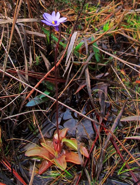 Pinguicula Planifolia In Gulf State Park Alabama