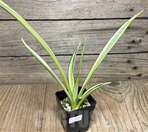 Shpr Sansevieria Gracilis F Variegata