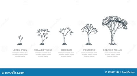 Stages Of Growing Tree For Your Design Vector Illustration | CartoonDealer.com #32000978