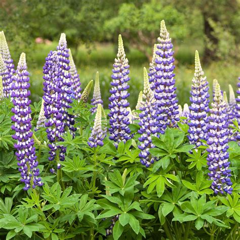 Russell Lupine Seeds - The Governor - Packet - Blue/White Flower Seeds ...