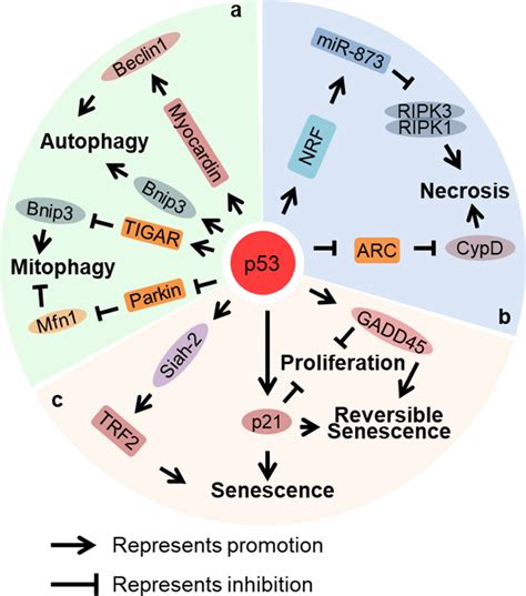 Roles Of P53 In Autophagy Mitophagy Necrosis And Senescence A