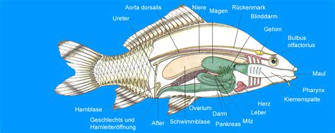 Anatomie