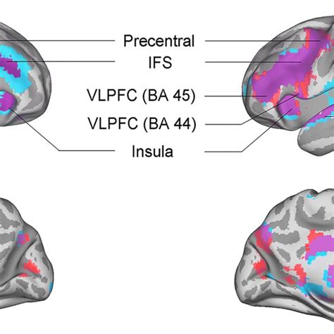 Whole brain effects for auditory imagery (blue) and auditory perception ...