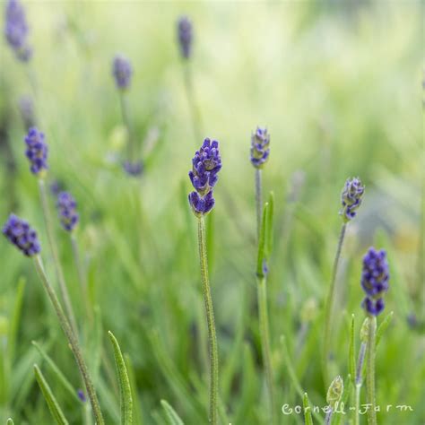 Lavandula Ang Avignon Early Blue Qrt Lavender Cornell Farm