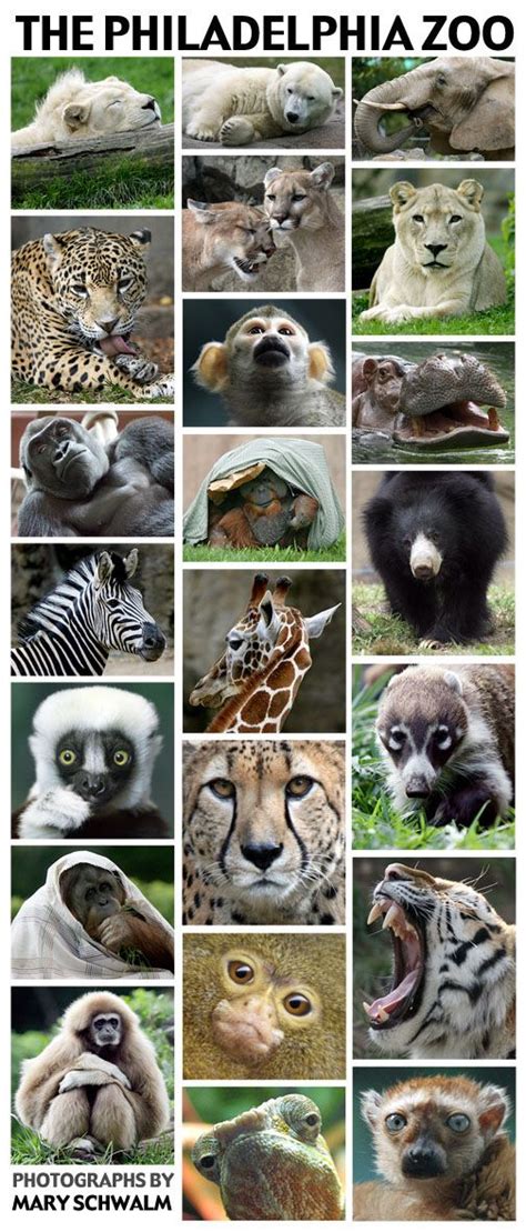 the philadelphia zoo's animals are featured in this poster, which ...