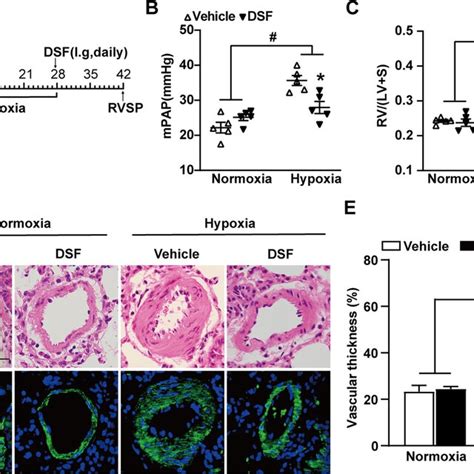 Dsf Attenuates The Development Of Hypoxia Induced Ph In Rats A