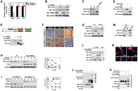 Trim69 Elicits Polyubiquitylation And Turnover Of Eya4 A Rt Qpcr Download Scientific Diagram