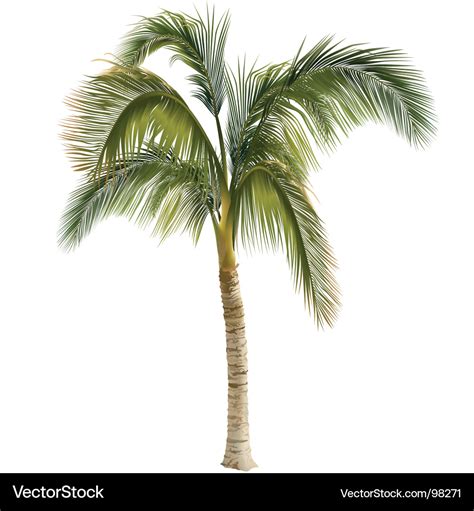 Palm Tree Royalty Free Vector Image Vectorstock