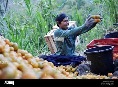 Orange Plantation Hi Res Stock Photography And Images Alamy