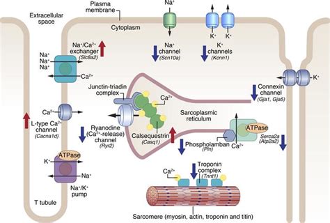 Jci Insight Med Regulates A Transcriptional Network Of Calcium