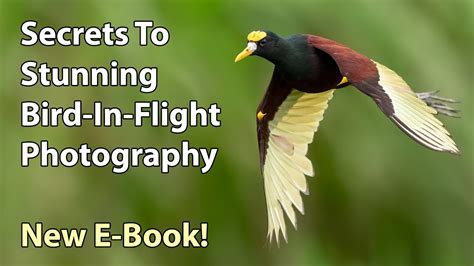 Secrets To Stunning Bird In Flight Photography E Book Release YouTube