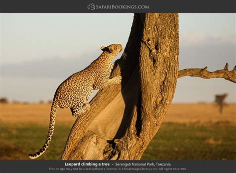 Serengeti Wildlife Photos – Images & Pictures of Serengeti National Park