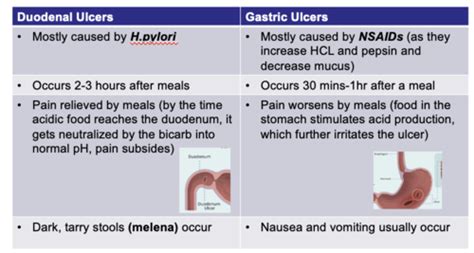 Lecture 4 GERD And PUD Pathophysiology Flashcards Quizlet