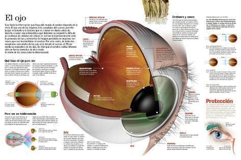 Size X In Infograf A De Las Partes Del Ojo Humano Su