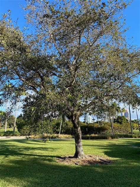 Southern Live Oak Tree, Quercus Virginiana – Eureka Farms