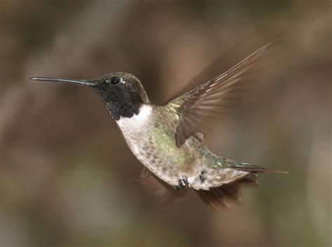 Black-chinned Hummingbird, size, coloration, migration, breeding areas