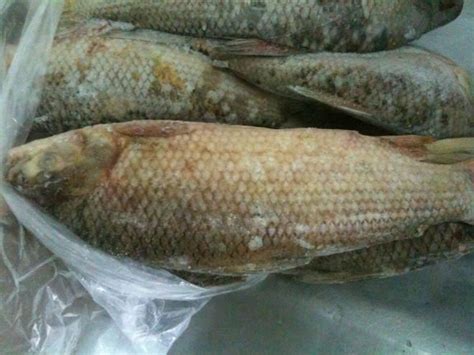 Sabalo fish products,Argentina Sabalo fish supplier