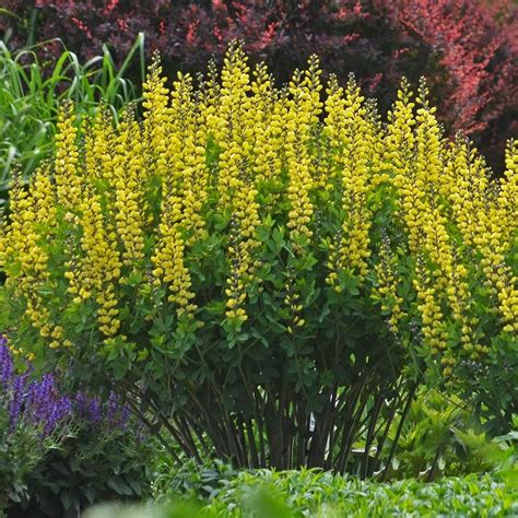 Baptisia Decadence® Lemon Meringue White Flower Farm