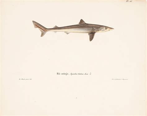 Tope Shark 1836 1857 Free Photo Rawpixel