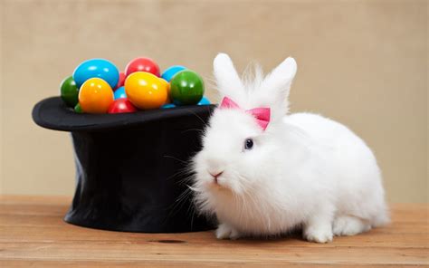 Lapin De Paques Géant / Lapin de Pâques dans son pot en terre cuite ...