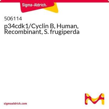 P34cdk1 Cyclin B Human Recombinant S Frugiperda Sigma Aldrich