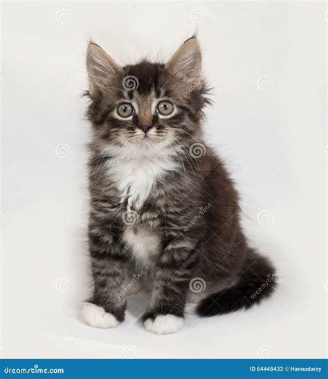 Gatito Mullido Siberiano Del Gato Atigrado Que Se Sienta En Gris Imagen